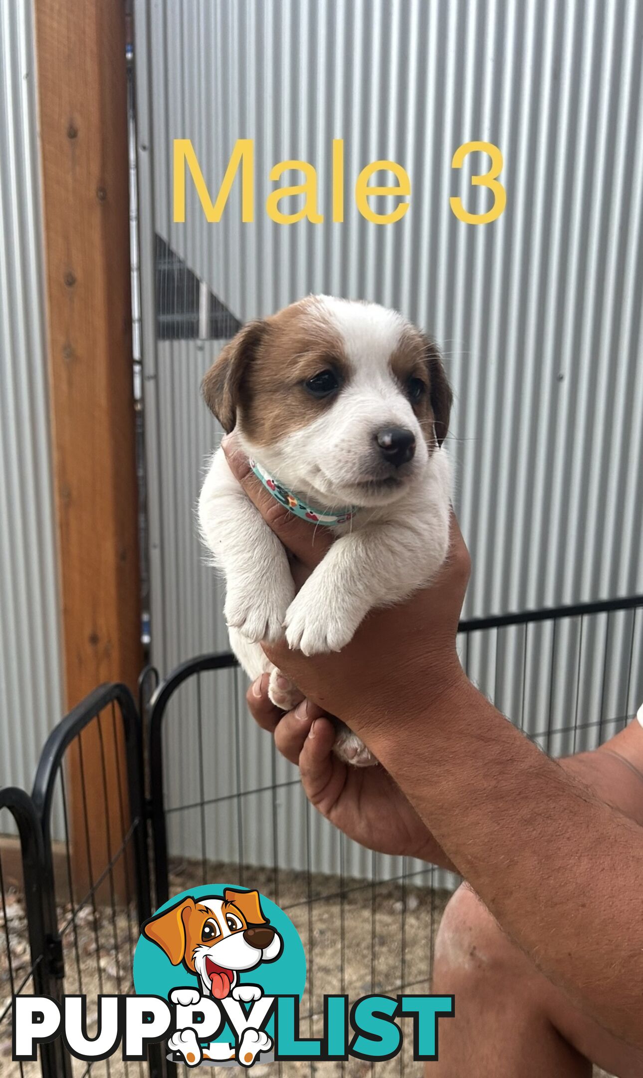 purebred jack russell terriers