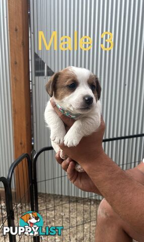 purebred jack russell terriers