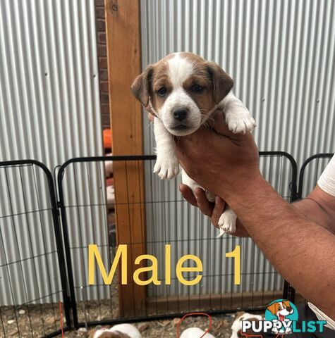 purebred jack russell terriers