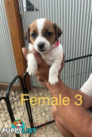 purebred jack russell terriers