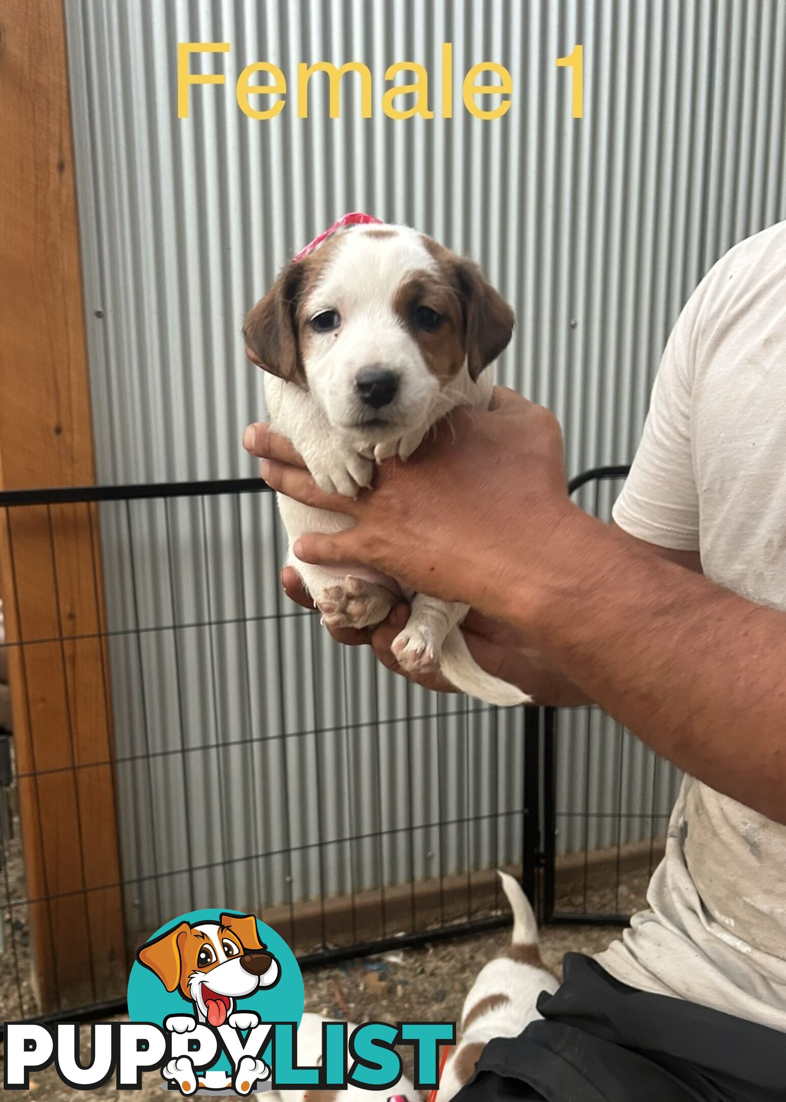 purebred jack russell terriers