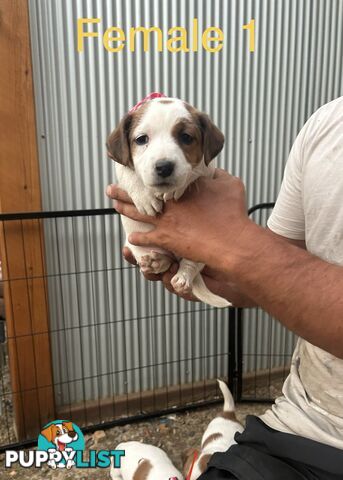 purebred jack russell terriers