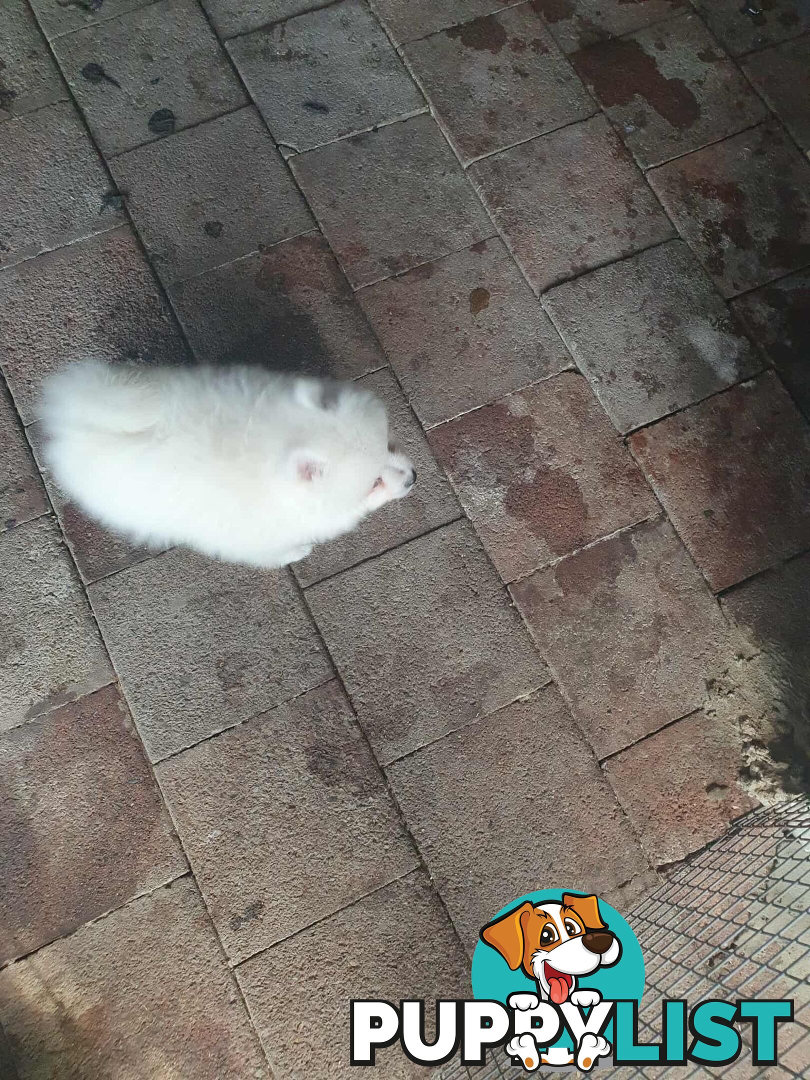 Pomeranian female pups for sale