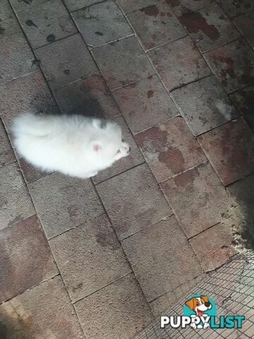 Pomeranian female pups for sale