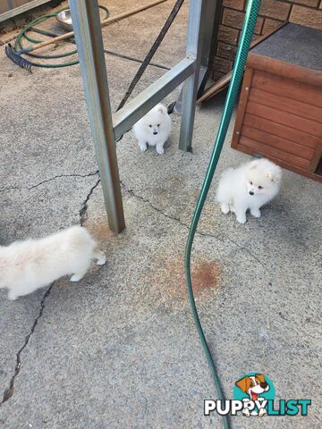 Pomeranian female pups for sale