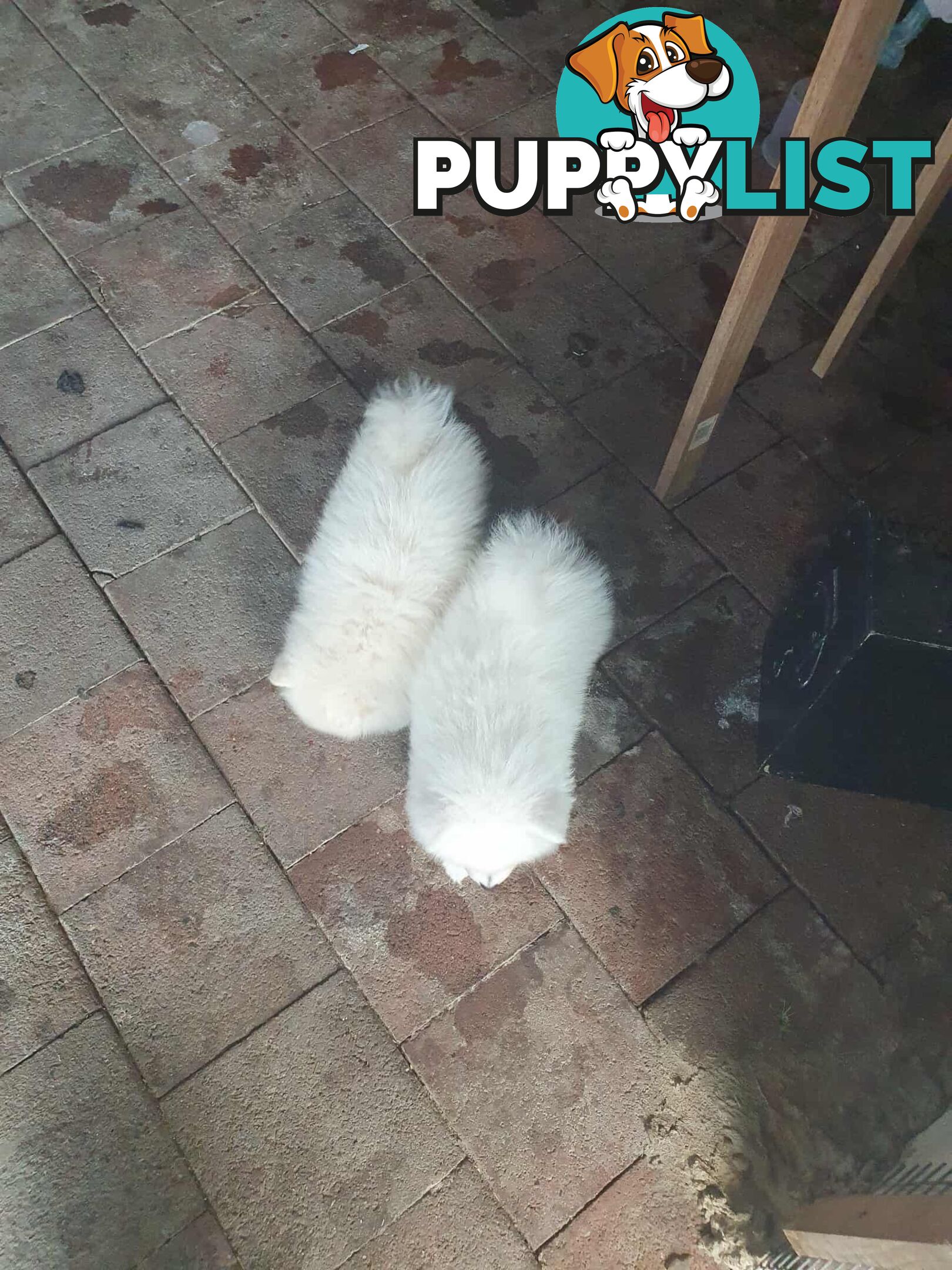 Pomeranian female pups for sale