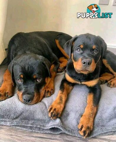 Purebred German Blood line Rottweiler Puppies for sale