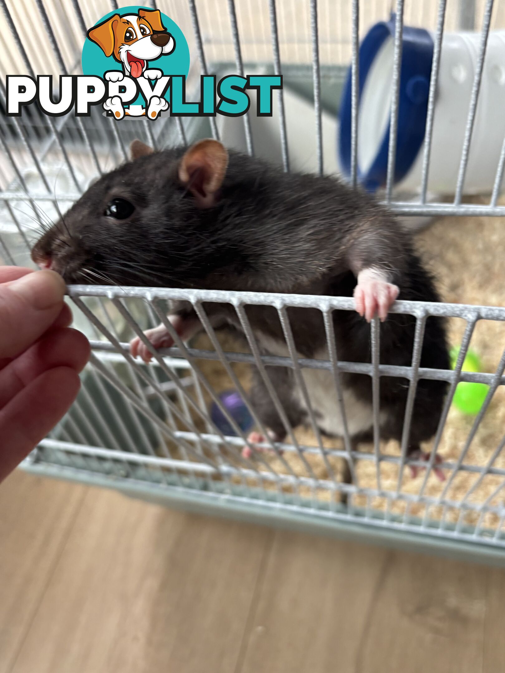 FREE X2 male rats with cage and accessories
