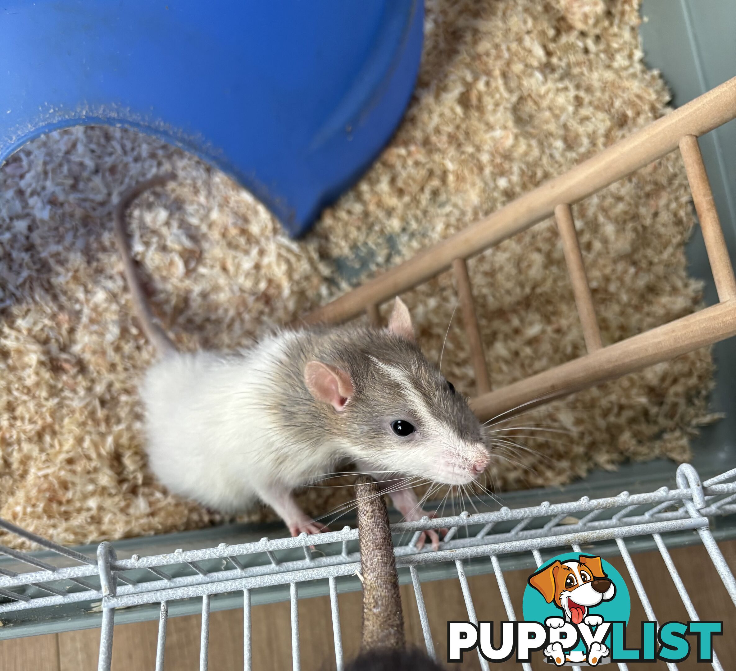 FREE X2 male rats with cage and accessories