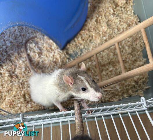 FREE X2 male rats with cage and accessories