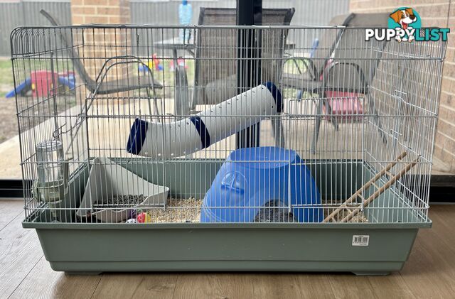FREE X2 male rats with cage and accessories