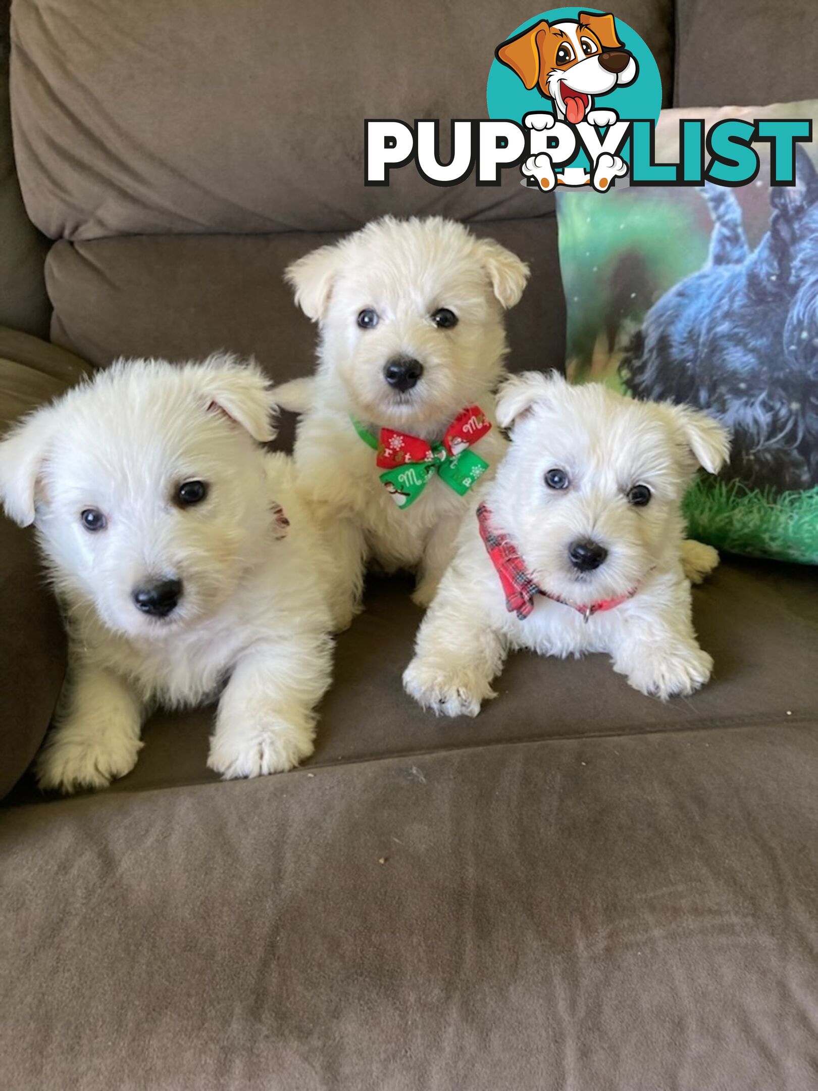 West highland terrier x Scottish terrier puppies