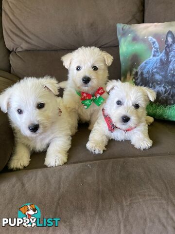 West highland terrier x Scottish terrier puppies