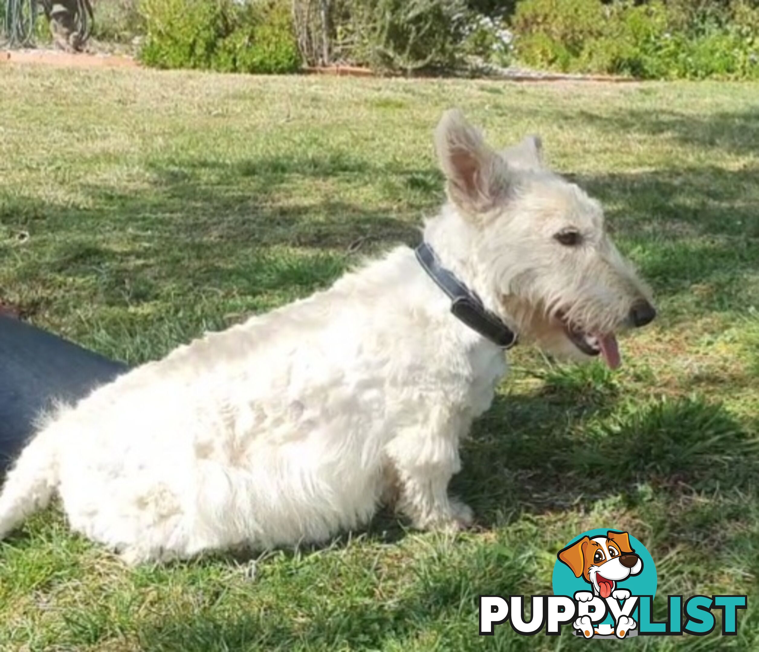 West highland terrier x Scottish terrier puppies