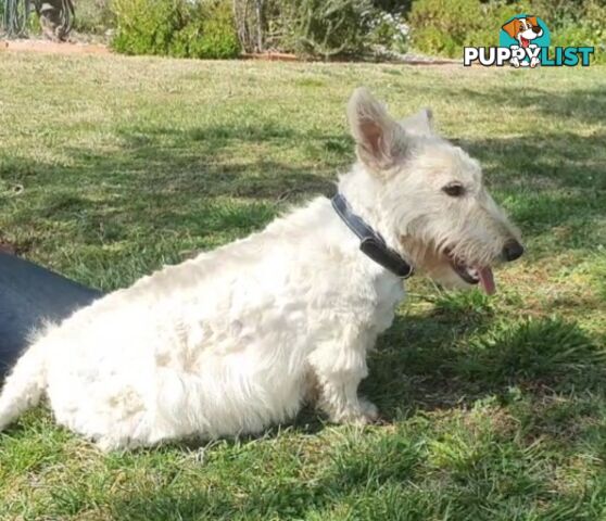 West highland terrier x Scottish terrier puppies