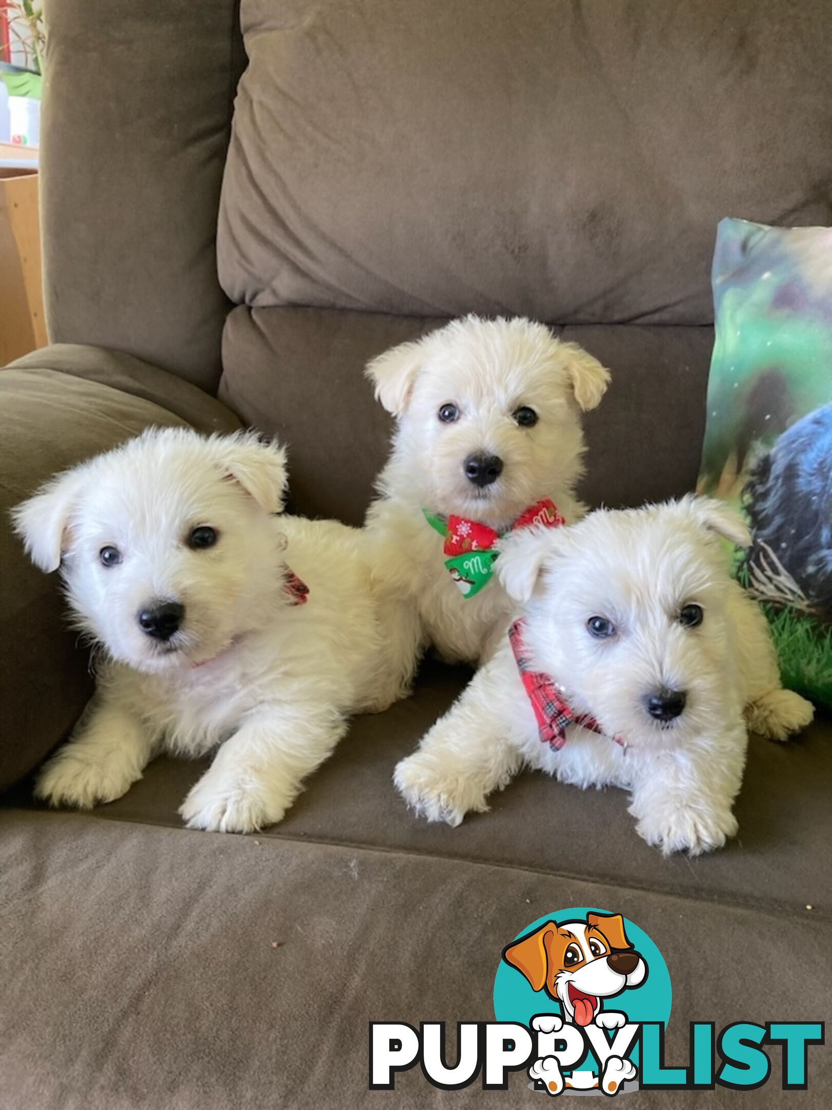 West highland terrier x Scottish terrier puppies