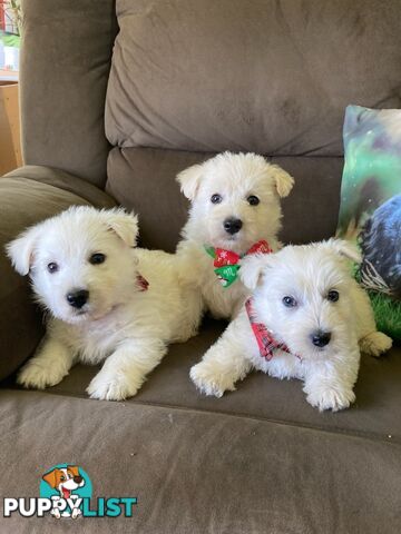 West highland terrier x Scottish terrier puppies