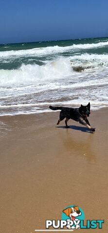 One year old Blue Heeler needing a new home