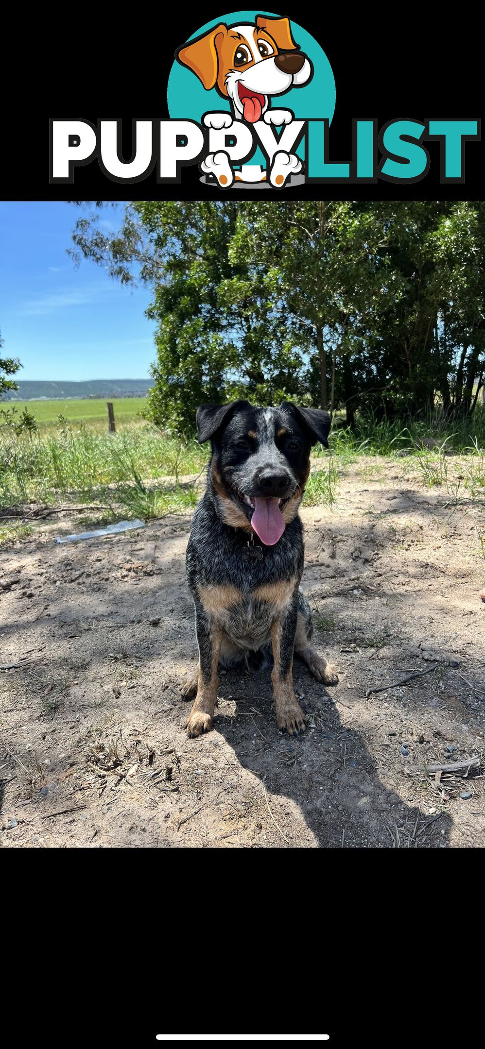 One year old Blue Heeler needing a new home