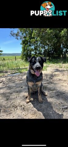 One year old Blue Heeler needing a new home