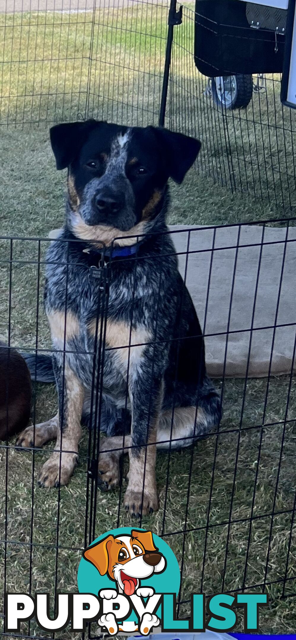 One year old Blue Heeler needing a new home