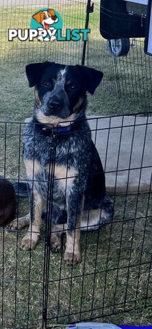 One year old Blue Heeler needing a new home