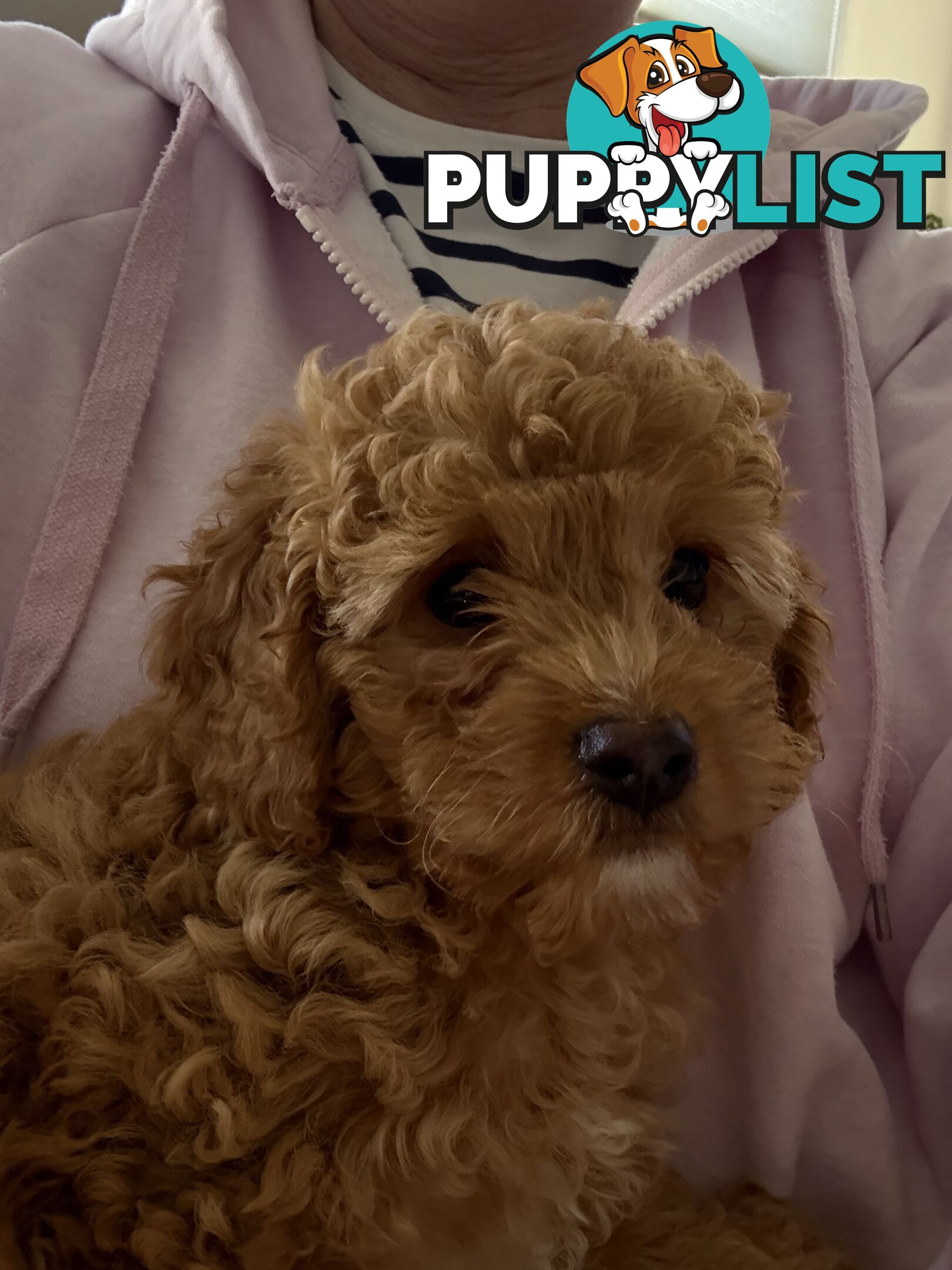 Cavoodle Puppy