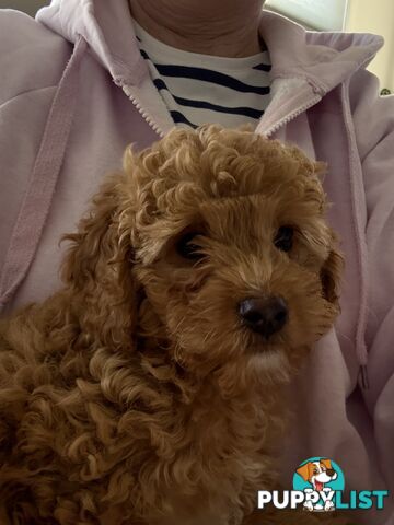 Cavoodle Puppy