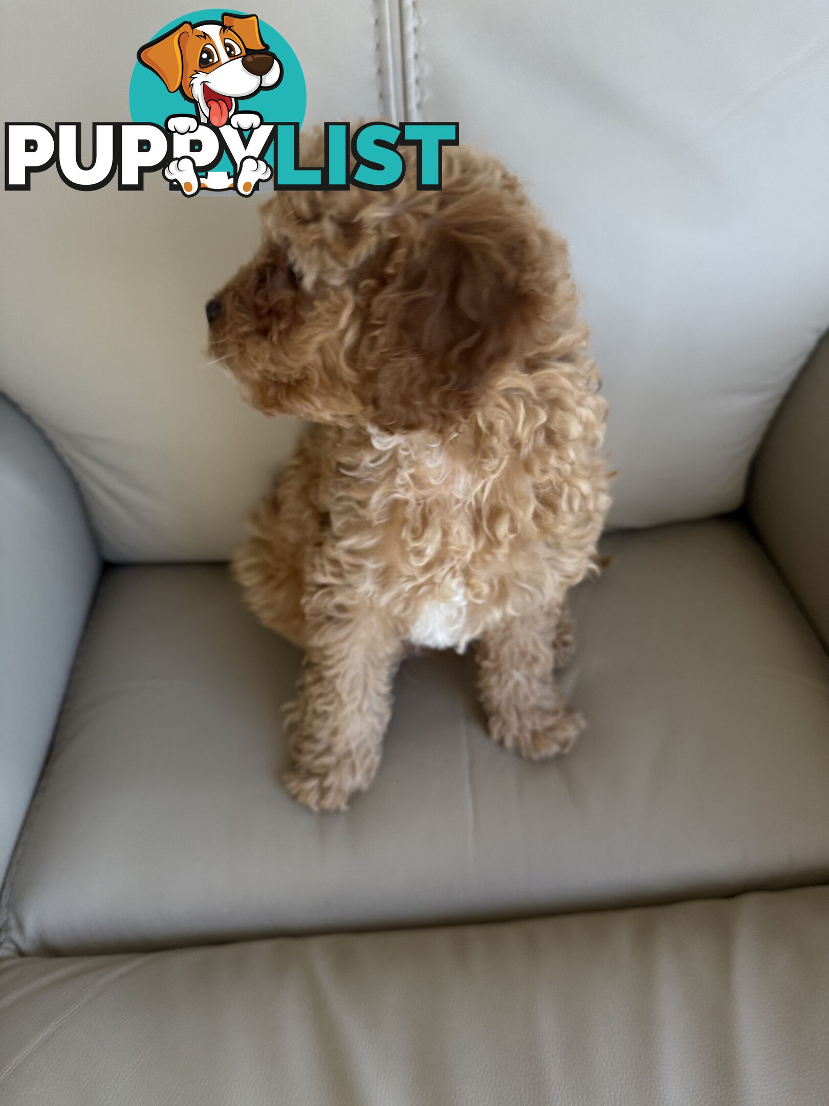 Cavoodle Puppy