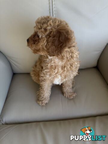 Cavoodle Puppy
