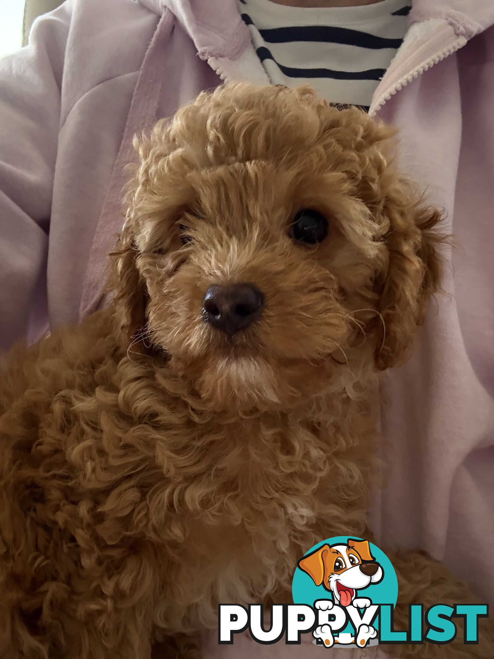 Cavoodle Puppy