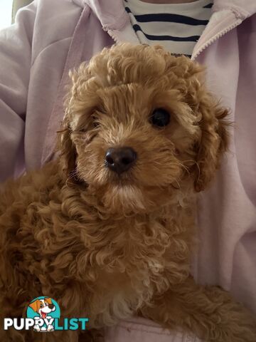 Cavoodle Puppy