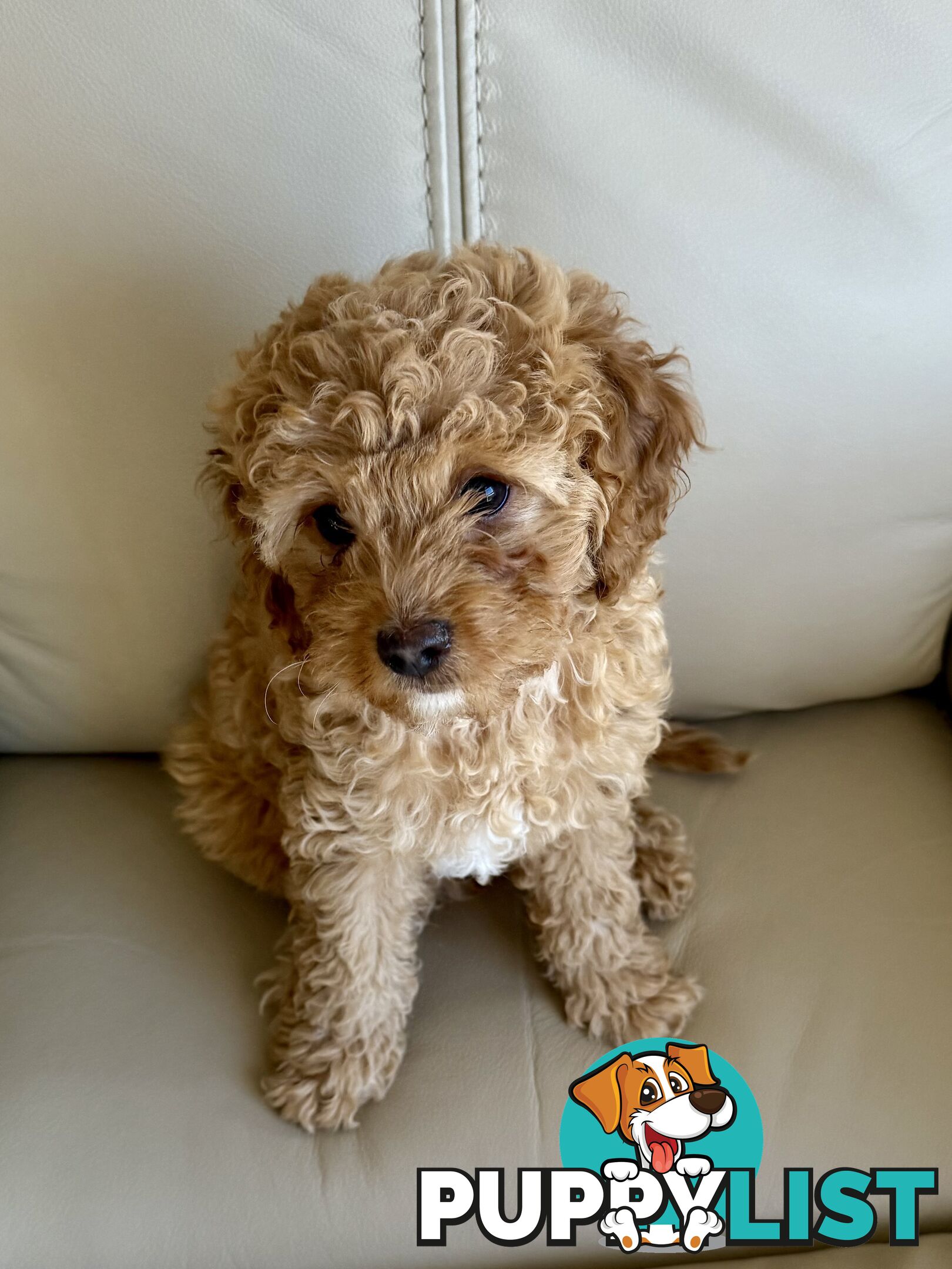 Cavoodle Puppy