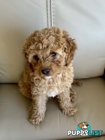 Cavoodle Puppy