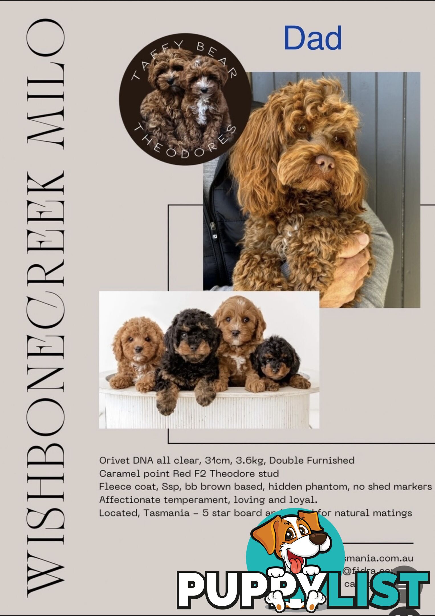 Cavoodle Puppy