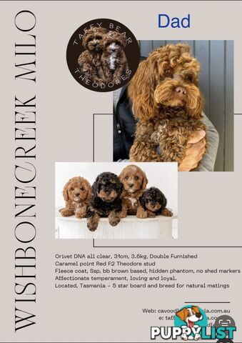 Cavoodle Puppy
