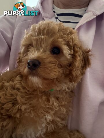 Cavoodle Puppy
