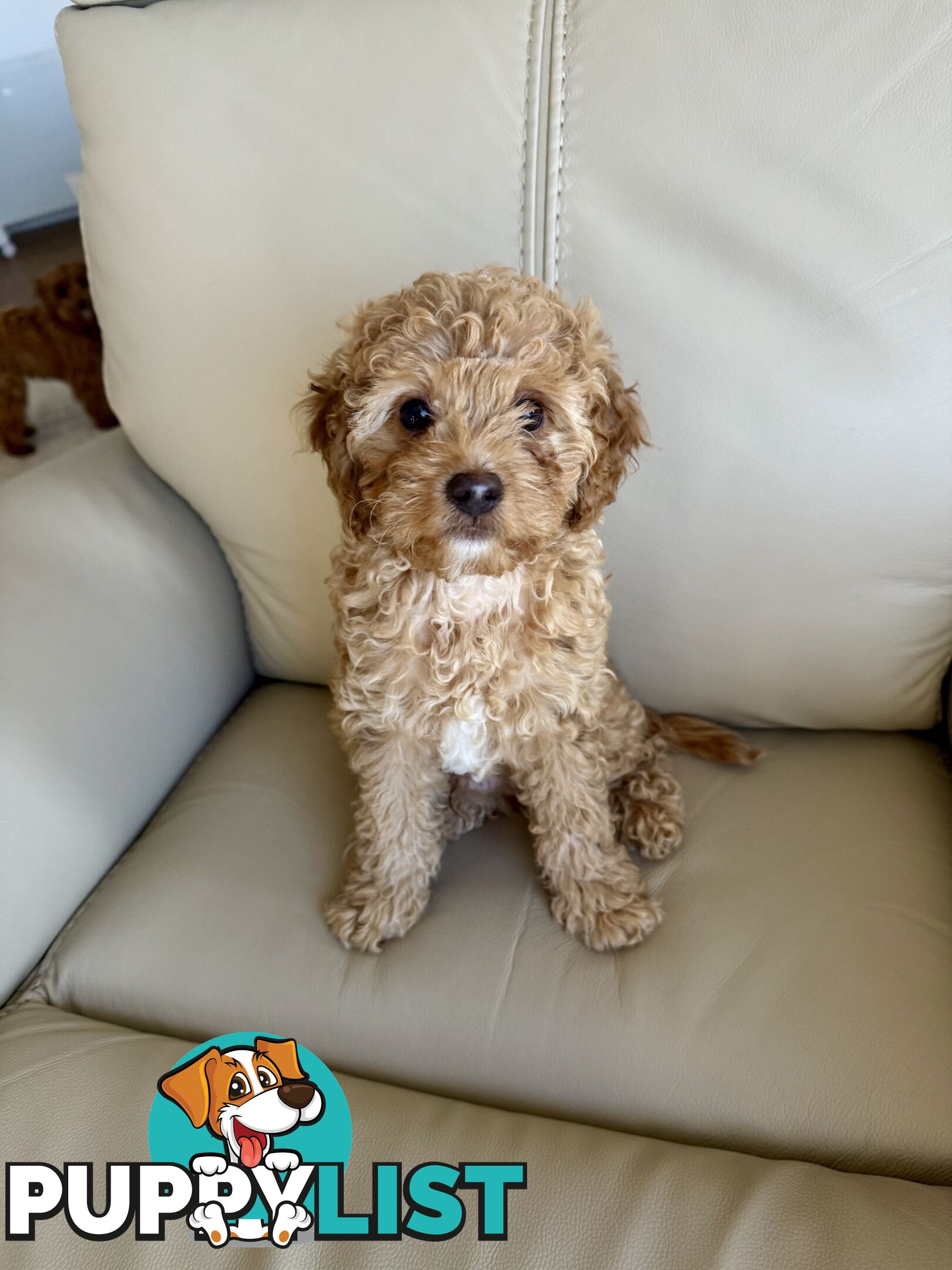 Cavoodle Puppy