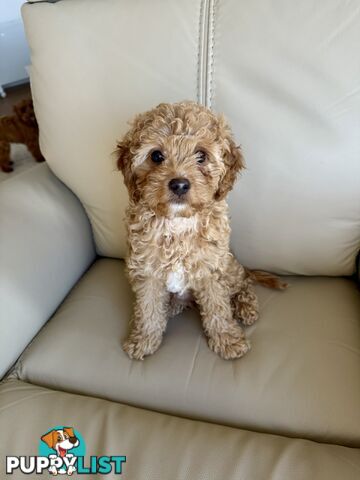 Cavoodle Puppy