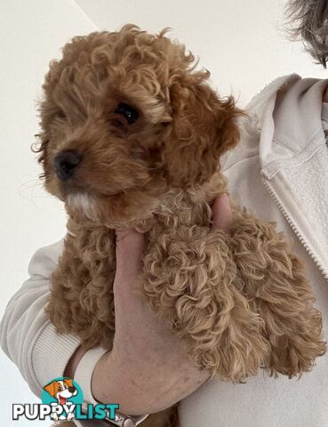 Cavoodle Puppy