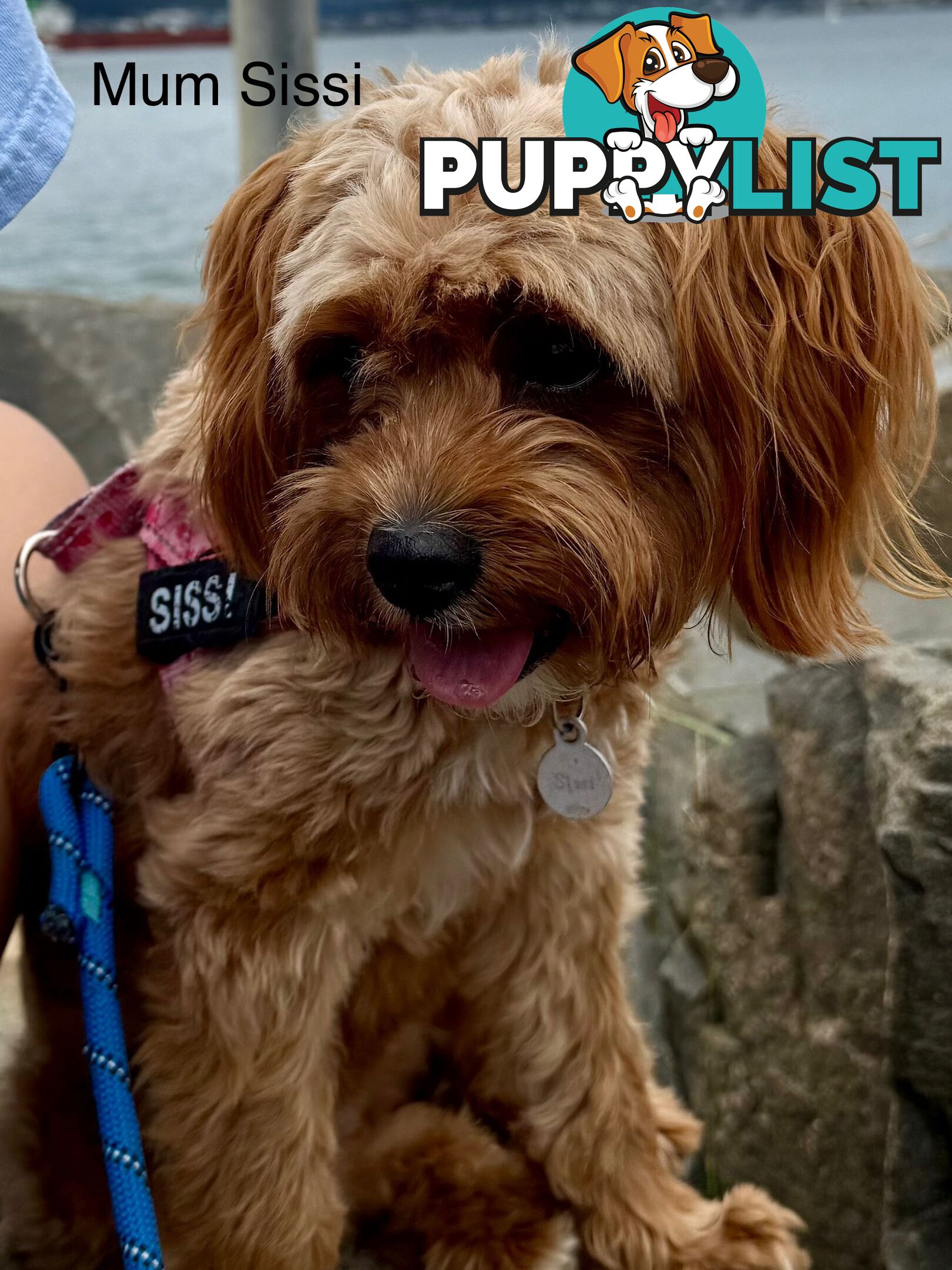 Cavoodle Puppy