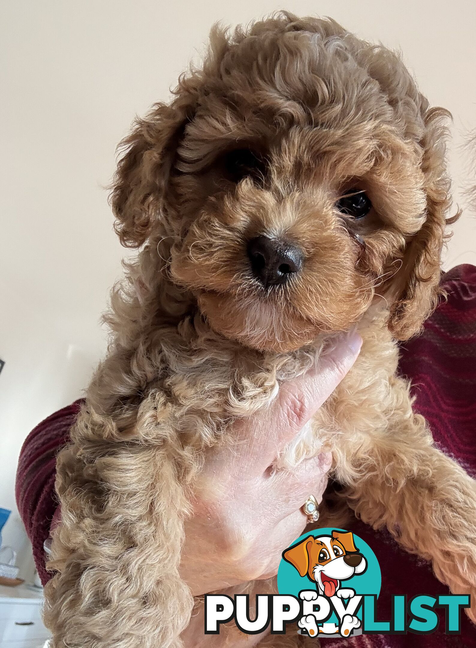 Cavoodle Puppy