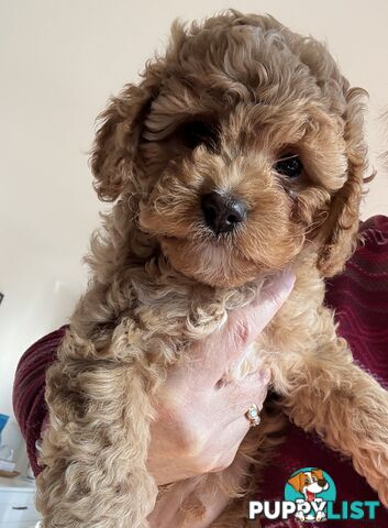 Cavoodle Puppy