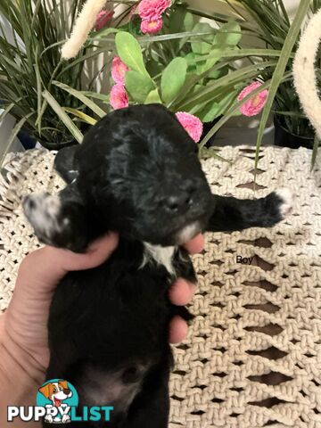 Shitzu x Maltese puppies