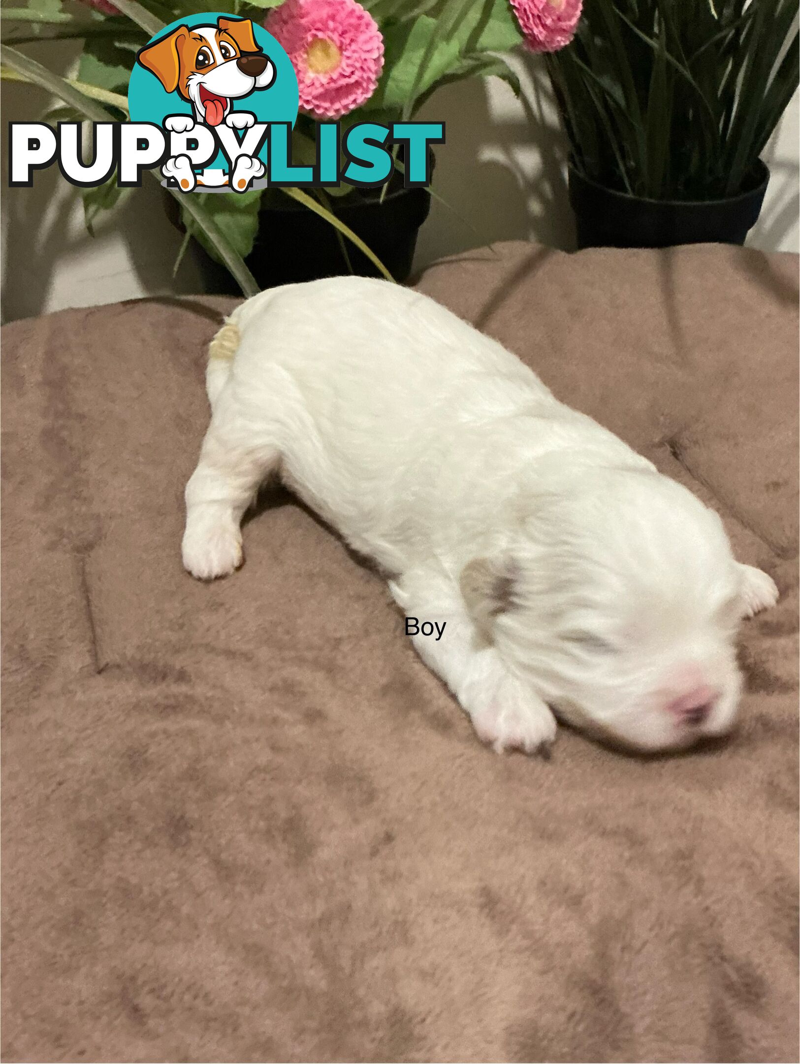 Shitzu x Maltese puppies