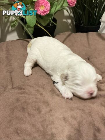 Shitzu x Maltese puppies