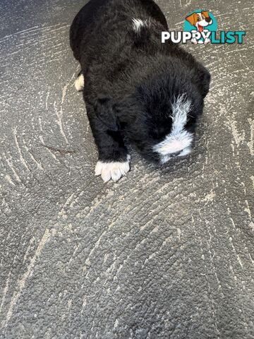 American Staffy X Maltese Terrier puppies