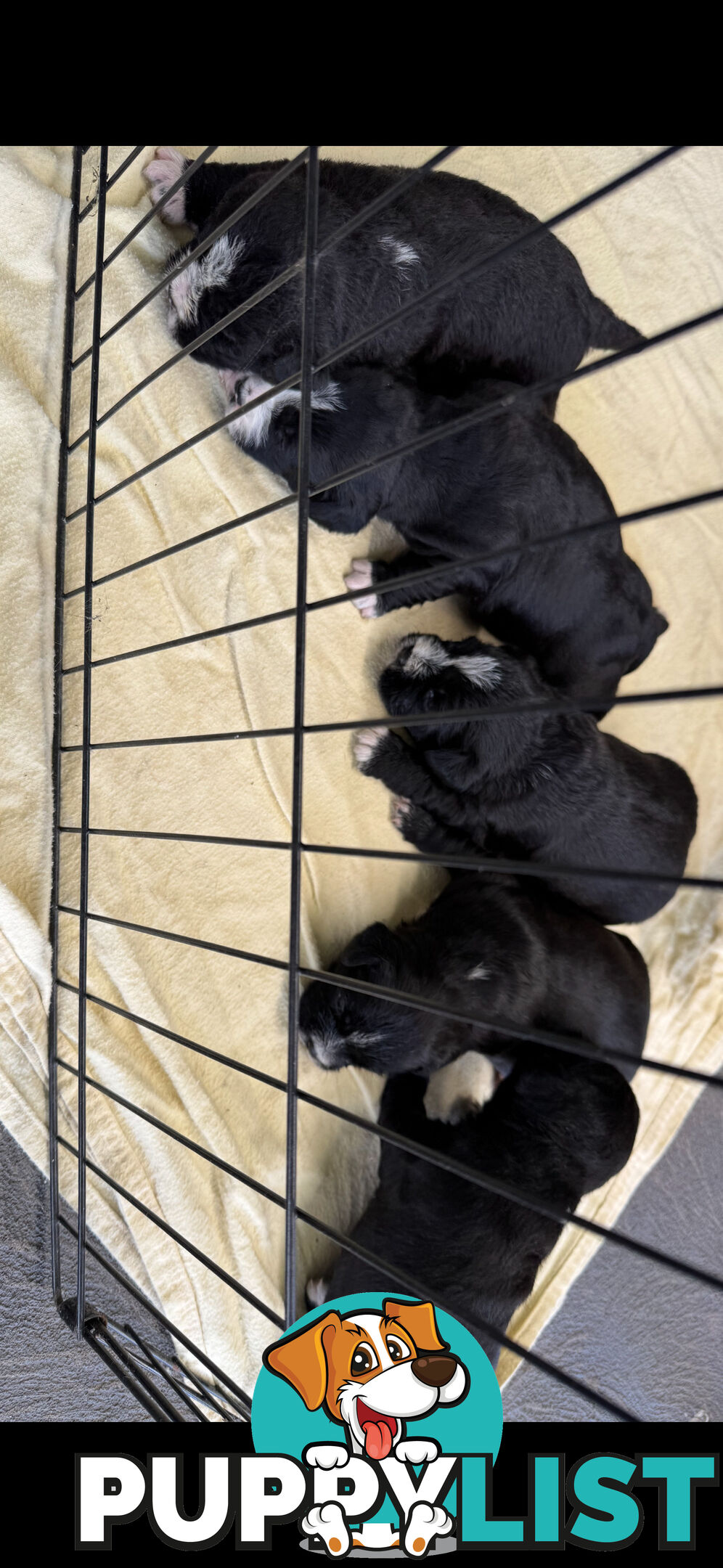 American Staffy X Maltese Terrier puppies