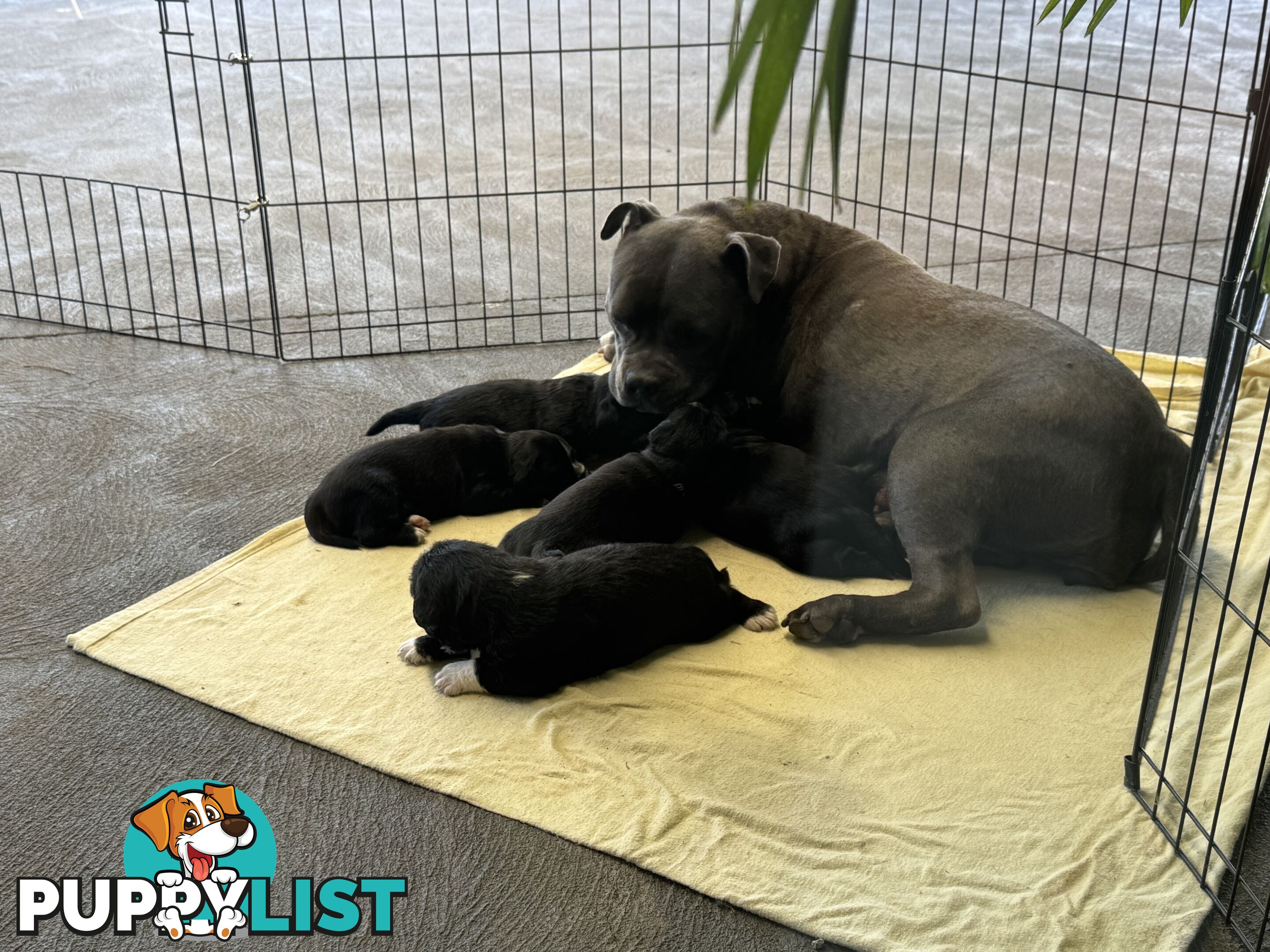 American Staffy X Maltese Terrier puppies