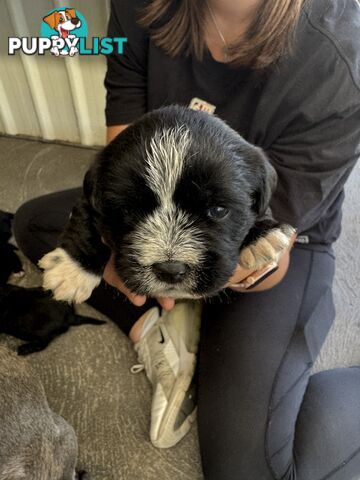 American Staffy X Maltese Terrier puppies